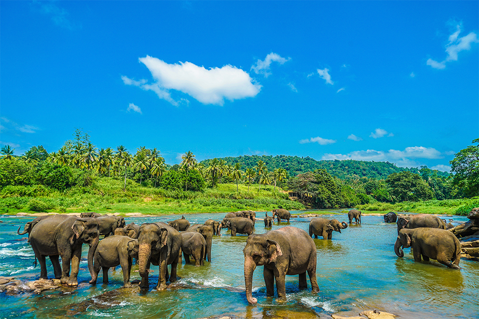 Elephants gathering by a river surrounded by lush greenery