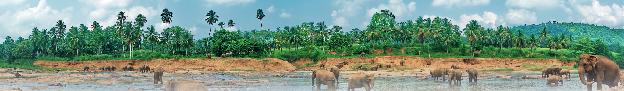 Lush riverside landscape representing trust and transparency at Holivate